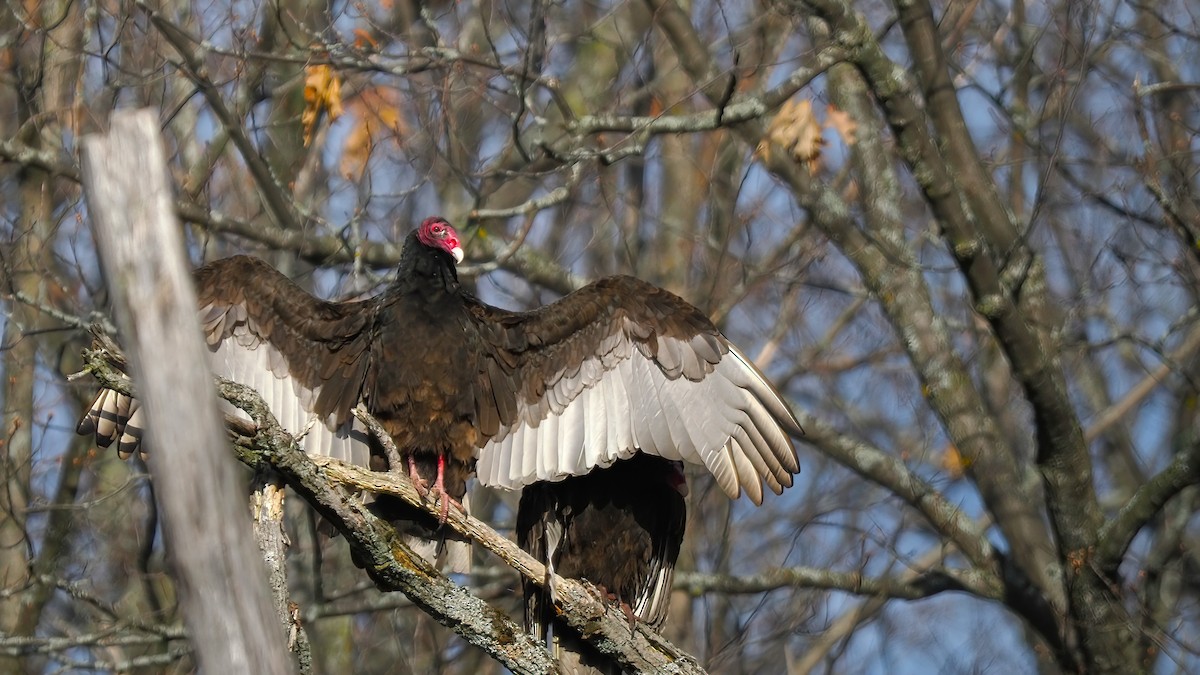 Turkey Vulture - ML617426520
