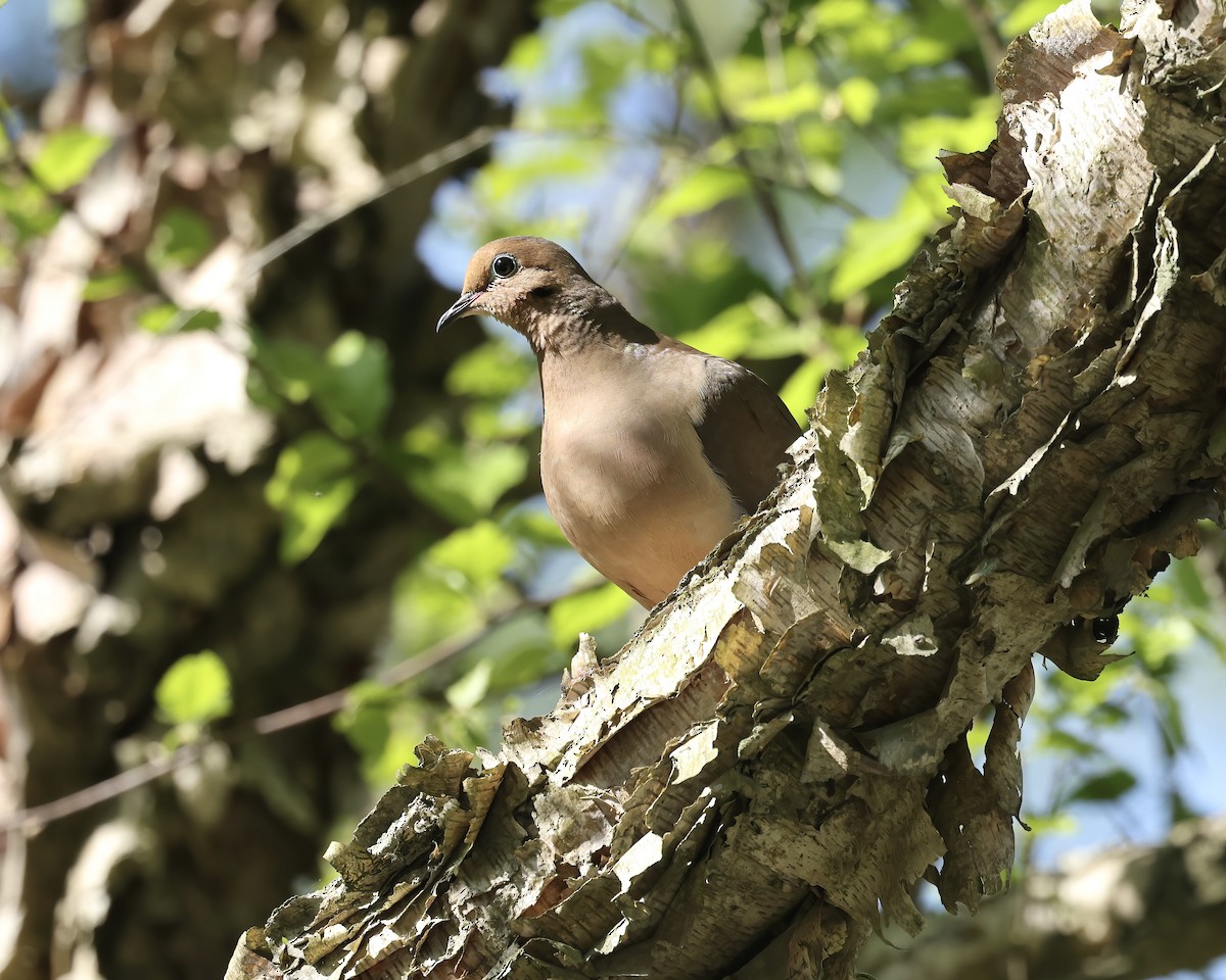 Mourning Dove - ML617426579