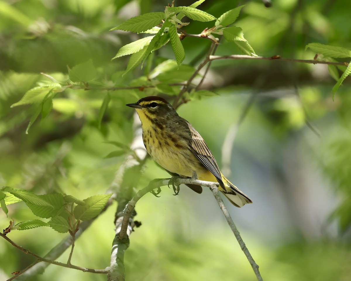 Palm Warbler - ML617426586