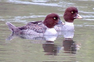 Common Goldeneye - ML617426629