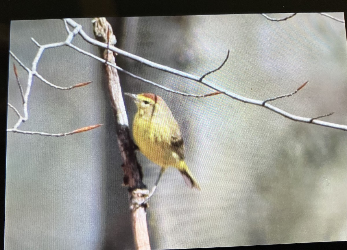 Palm Warbler - ML617426642