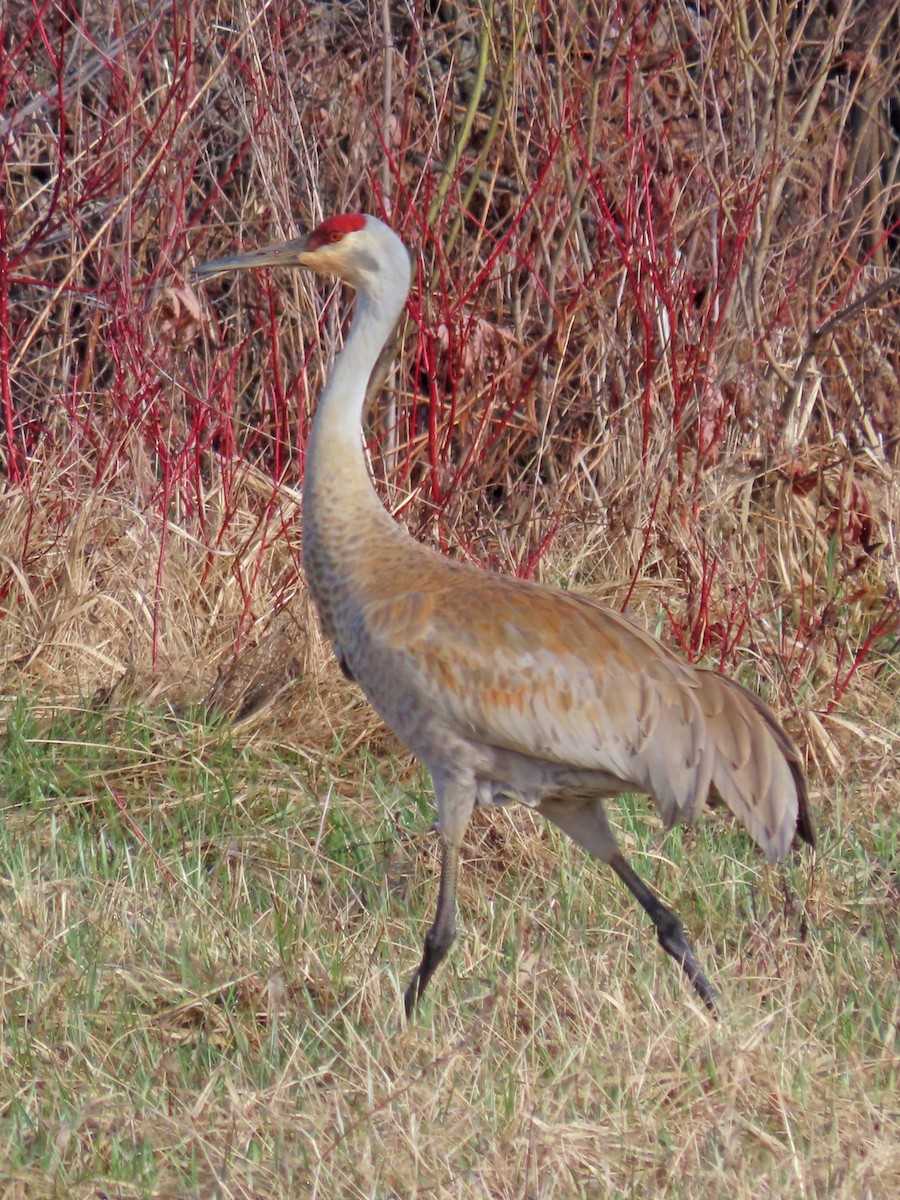 Sandhill Crane - ML617426657