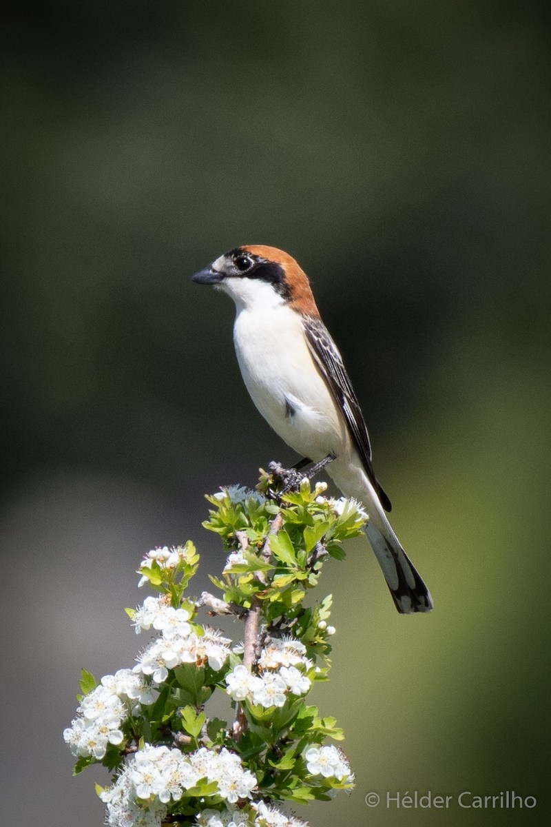 Woodchat Shrike - ML617426666