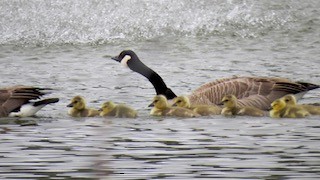 Canada Goose - ML617426669