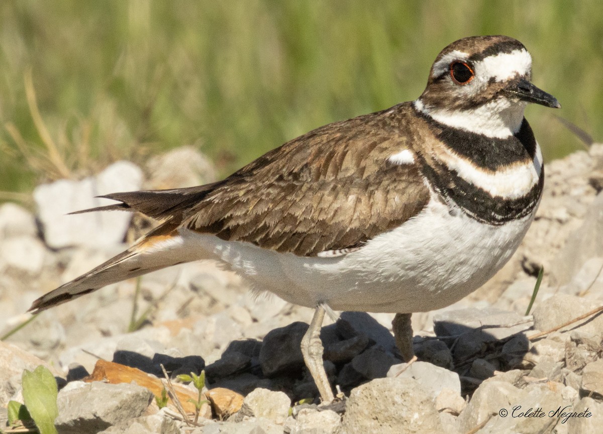 Killdeer - ML617426725