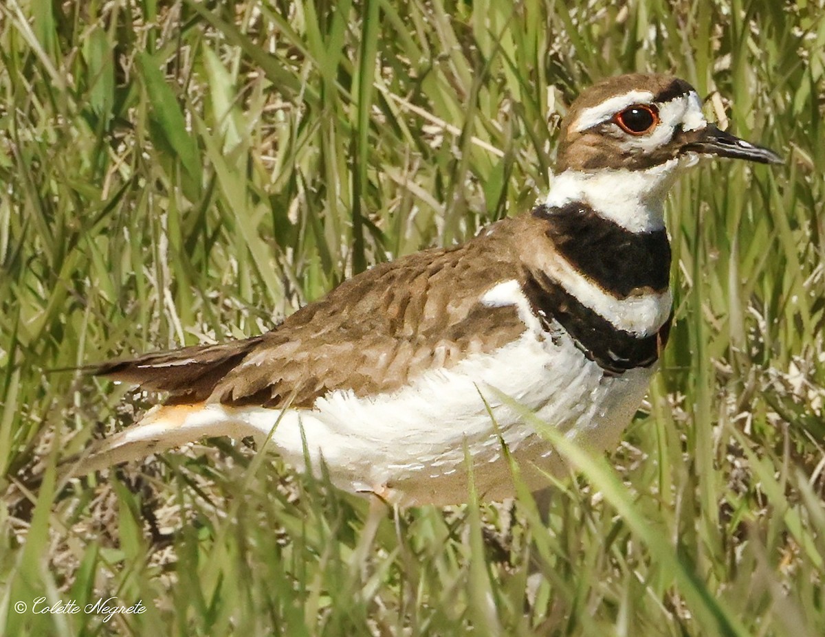 Killdeer - ML617426726