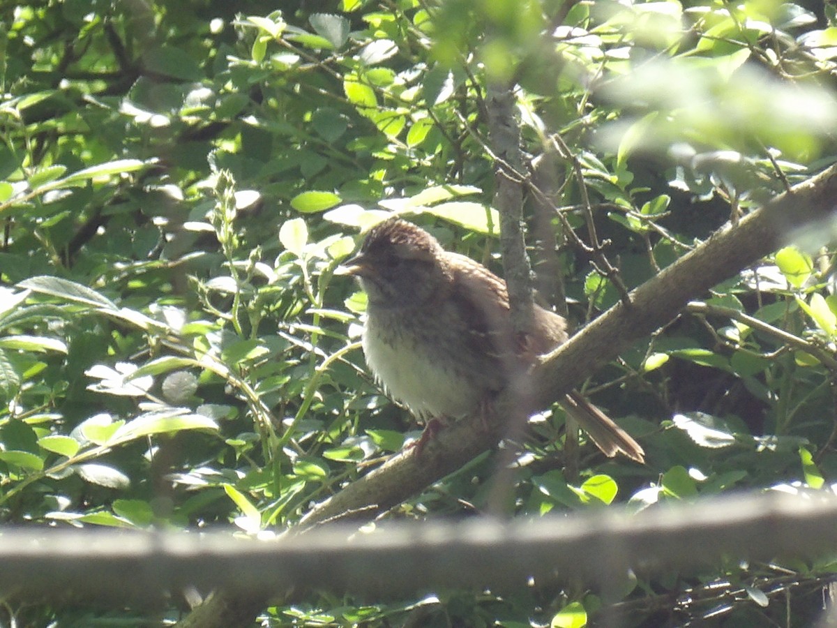 White-throated Sparrow - ML617426762