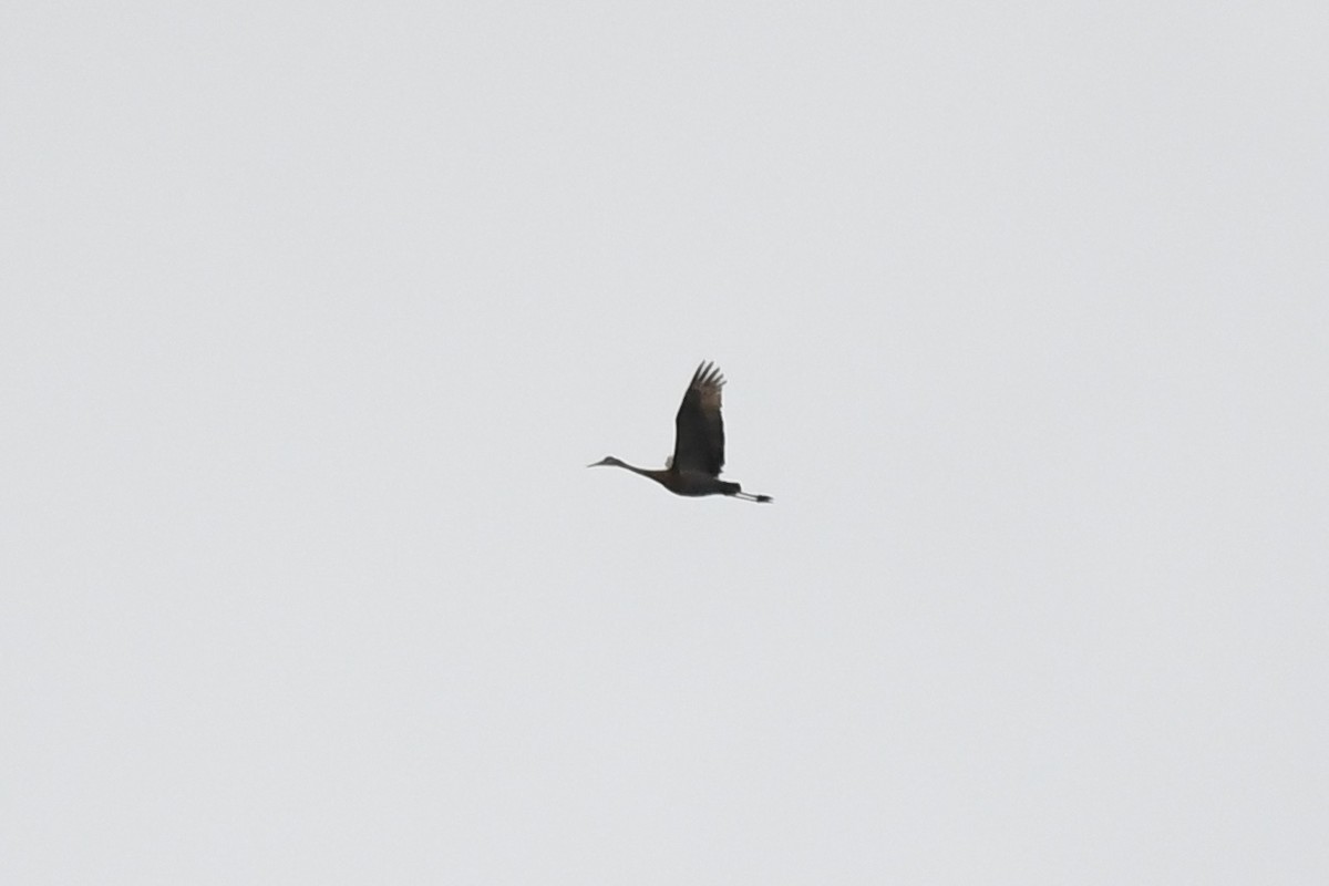 Sandhill Crane (canadensis) - Peter Simons