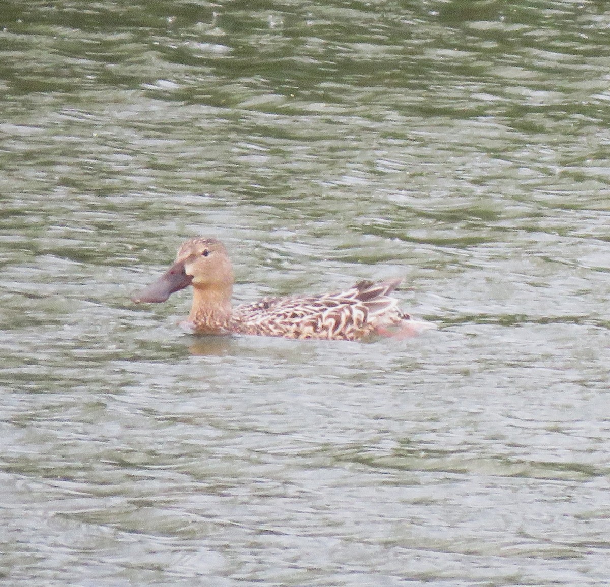 Northern Shoveler - ML617426796