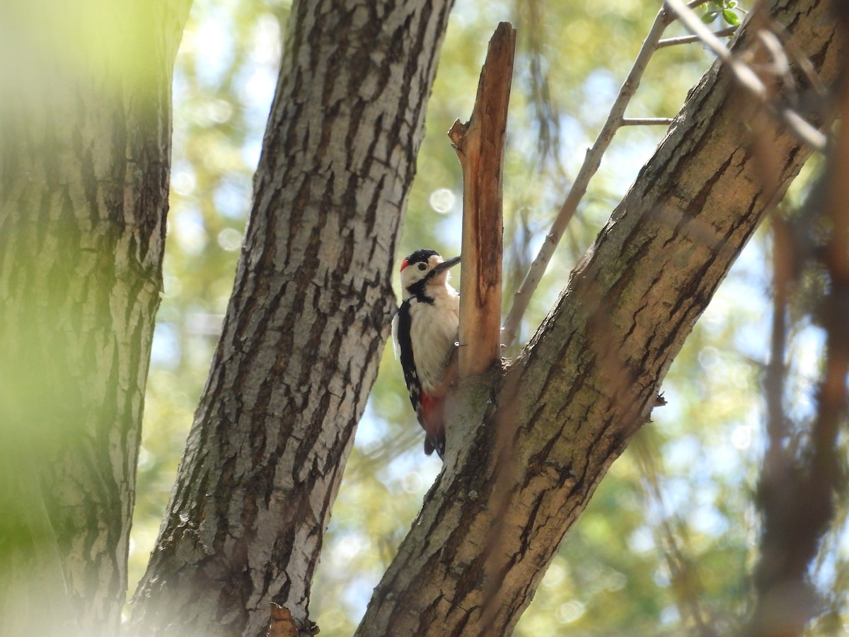 Syrian Woodpecker - ML617426797
