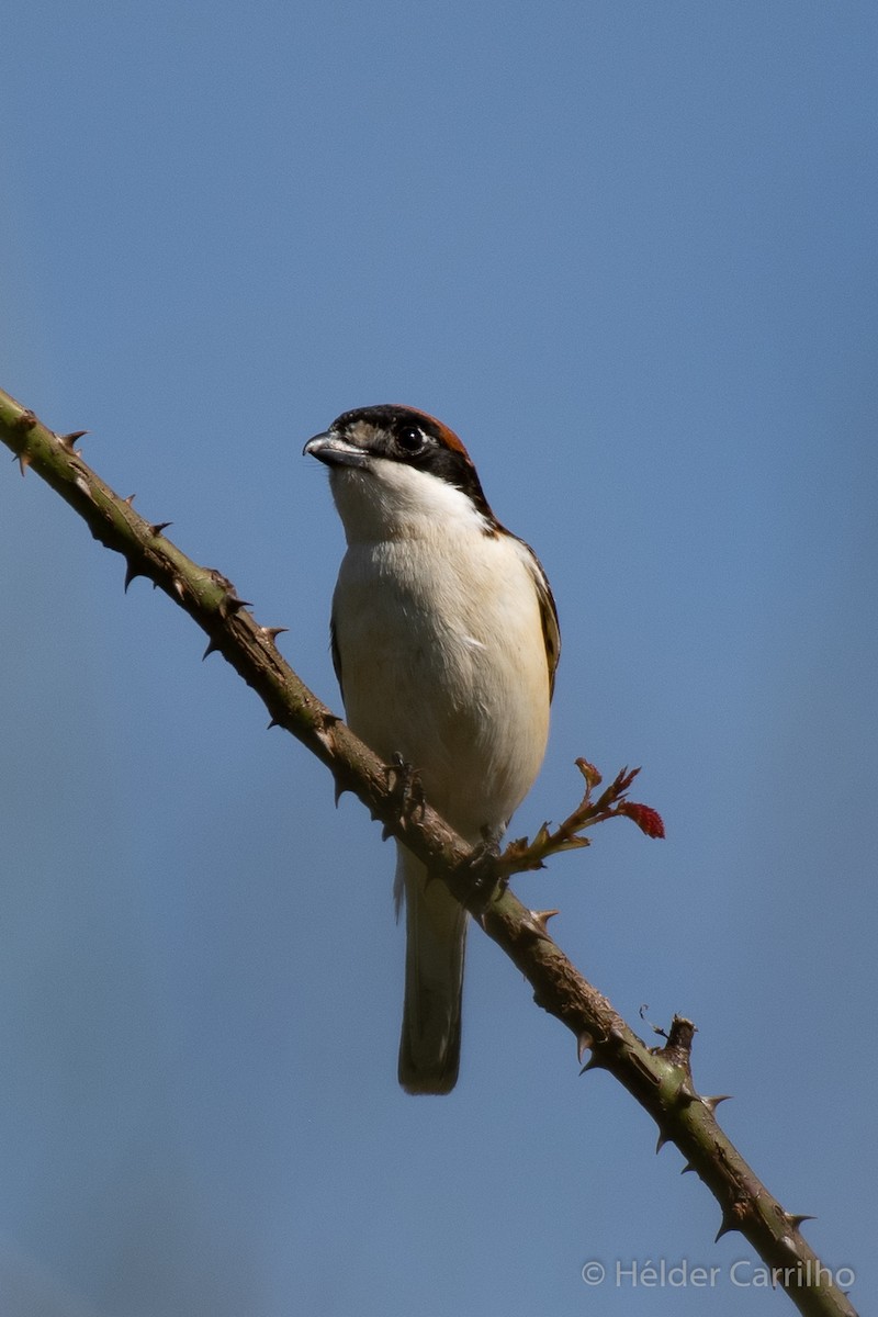 Woodchat Shrike - ML617426828