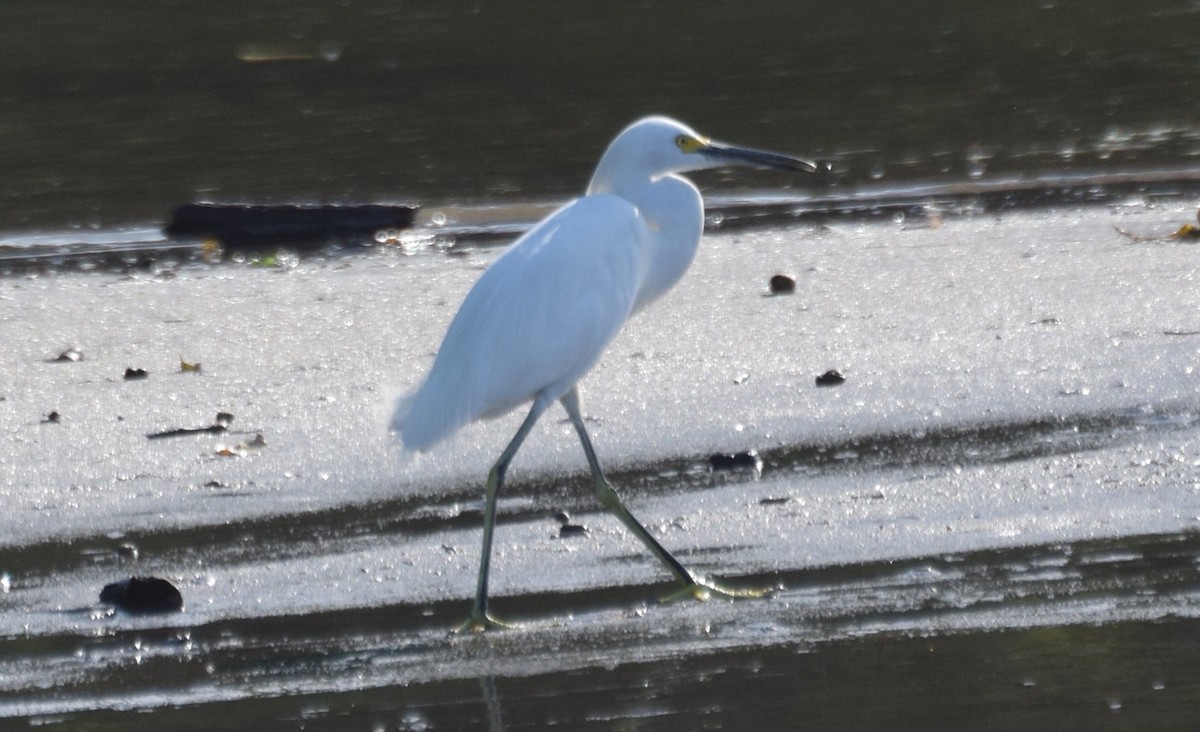 Snowy Egret - ML617426839