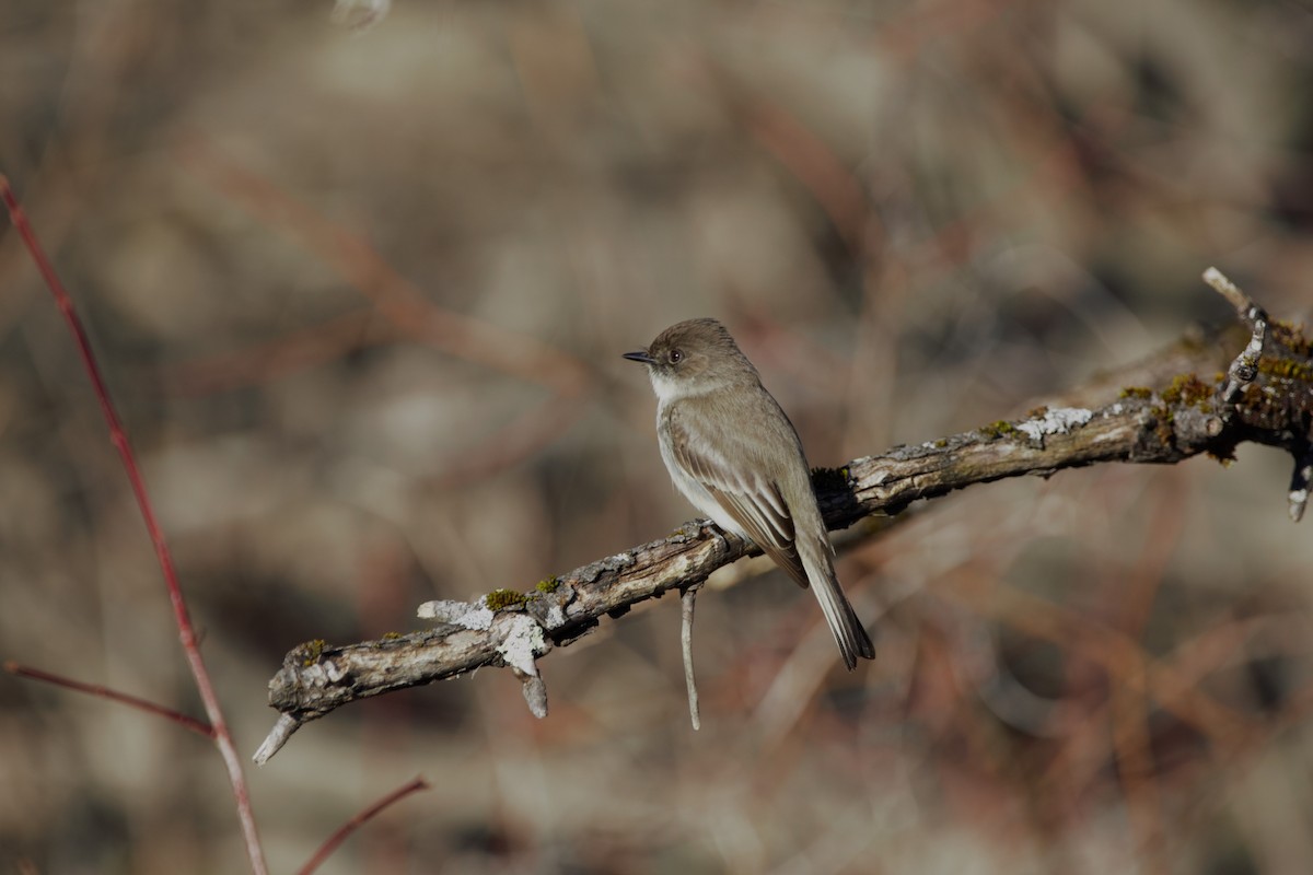 Eastern Phoebe - Nancy Posey