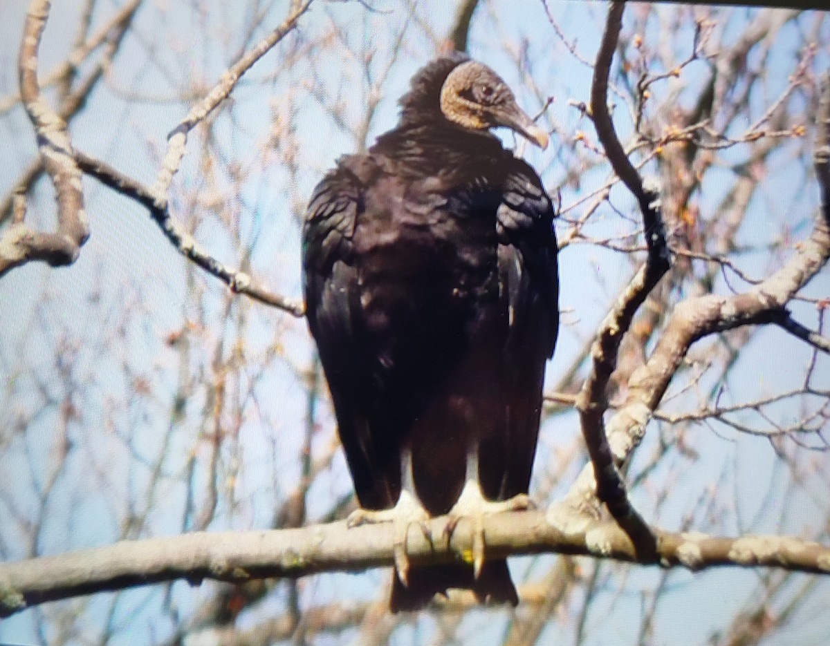 Black Vulture - ML617426867