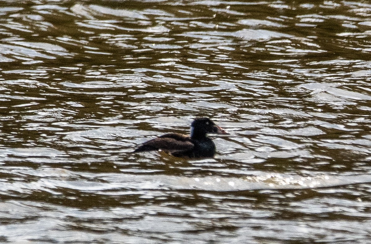 Surf Scoter - ML617426899