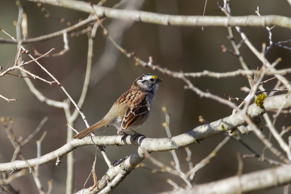 White-throated Sparrow - Nancy Posey