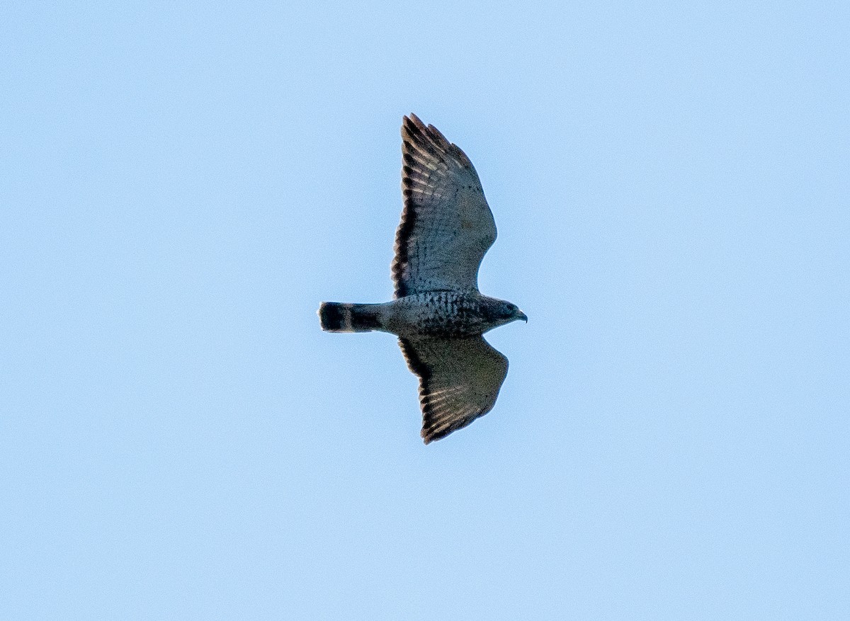 Broad-winged Hawk - ML617426914