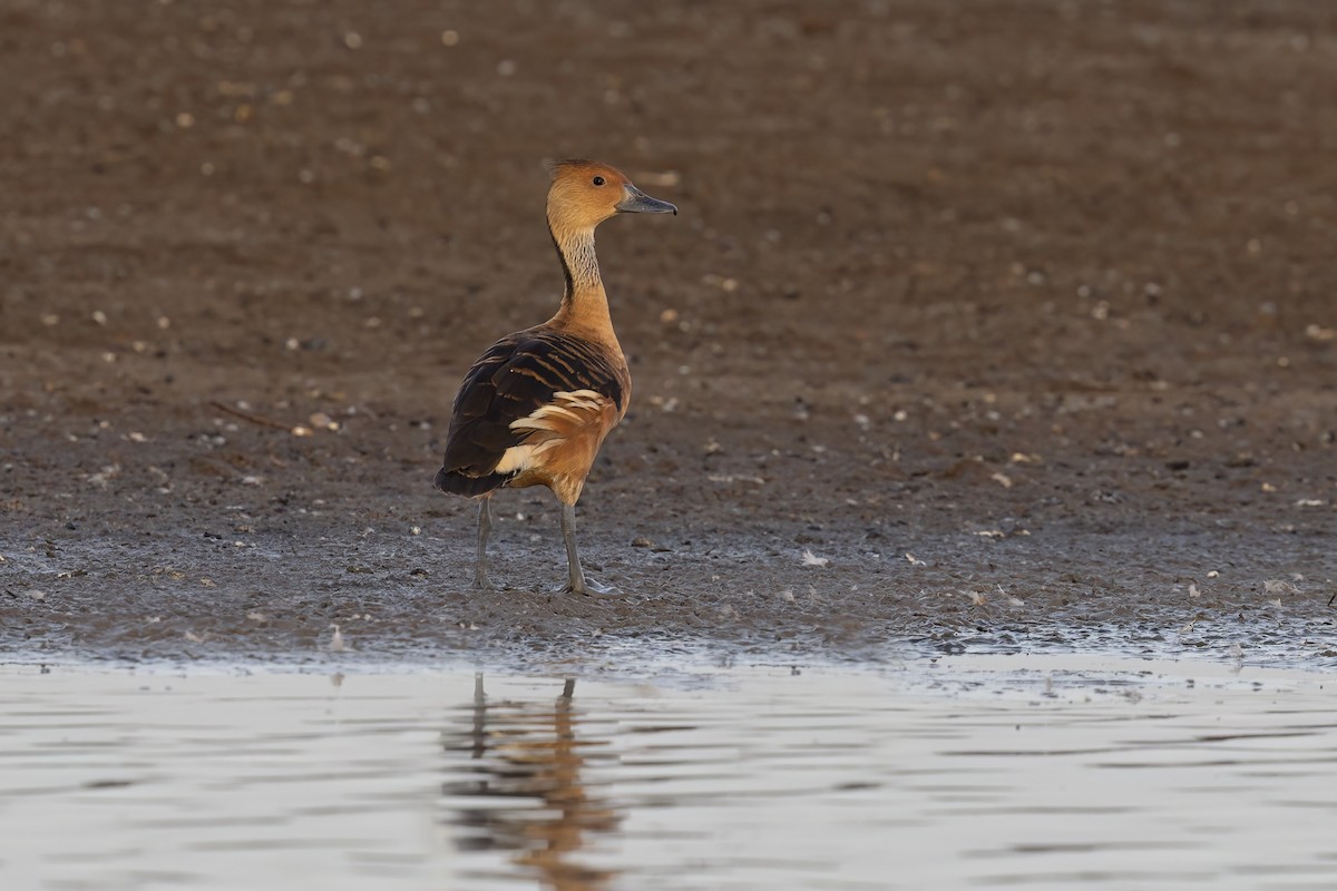 Fulvous Whistling-Duck - ML617426927