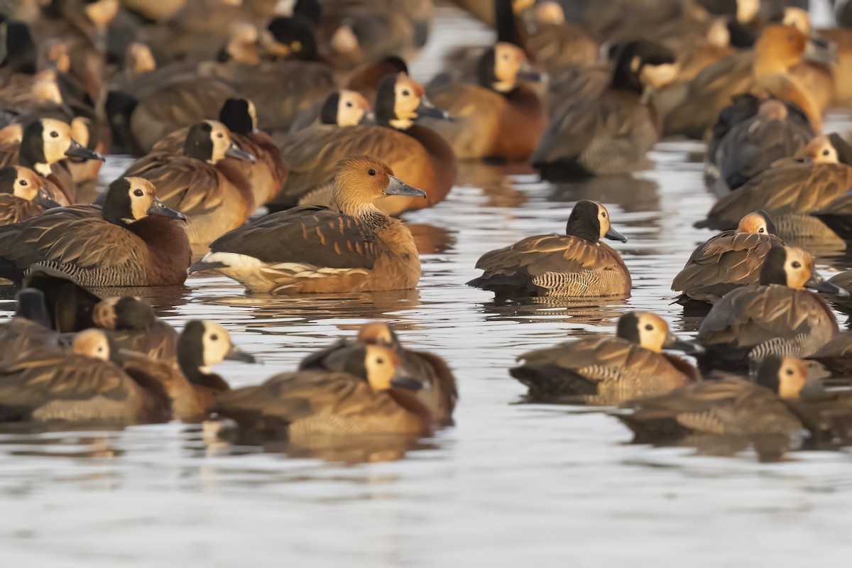 Fulvous Whistling-Duck - ML617426928