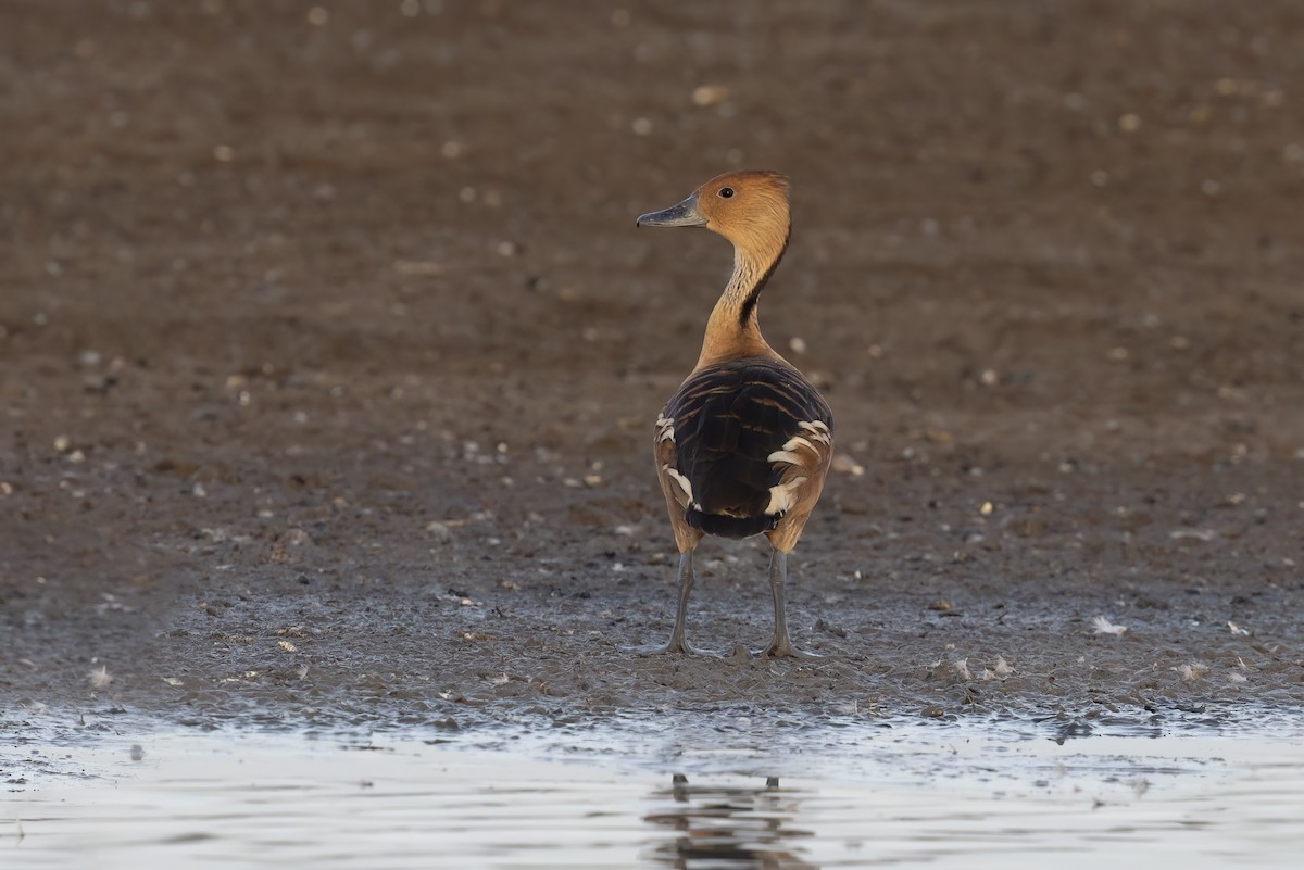 Fulvous Whistling-Duck - ML617426929