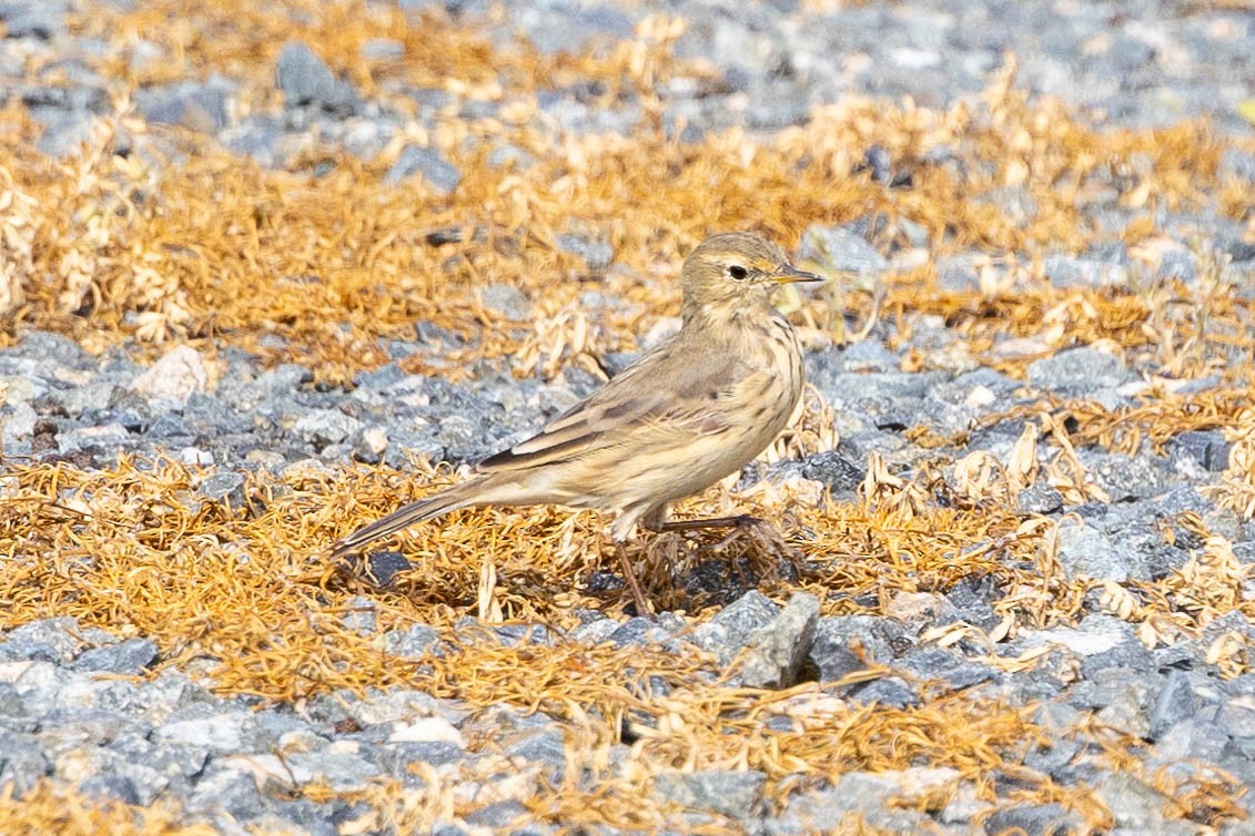 American Pipit - ML617426942