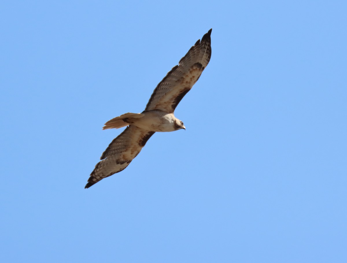 Red-tailed Hawk - Jon Sneddon