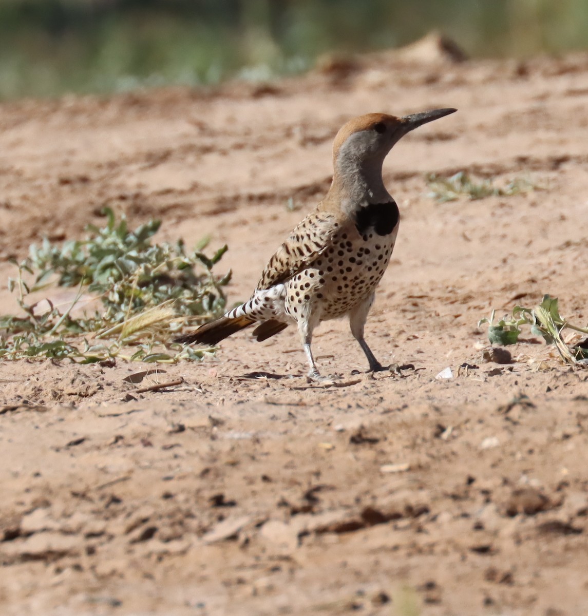 Gilded Flicker - ML617426958