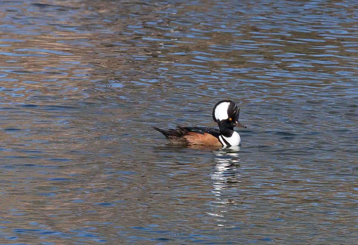 Hooded Merganser - Andrew Cauldwell