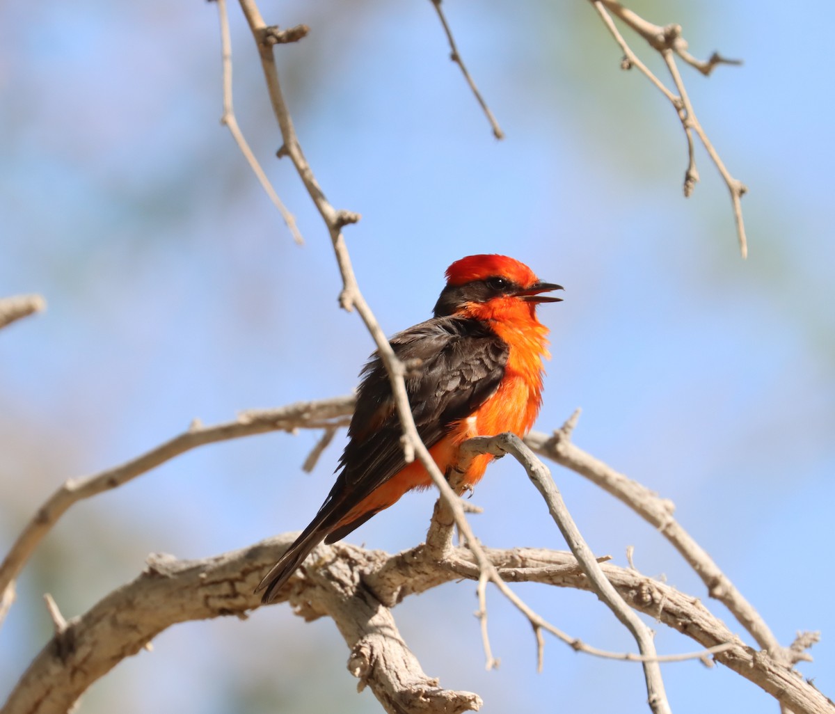 Vermilion Flycatcher - ML617426962