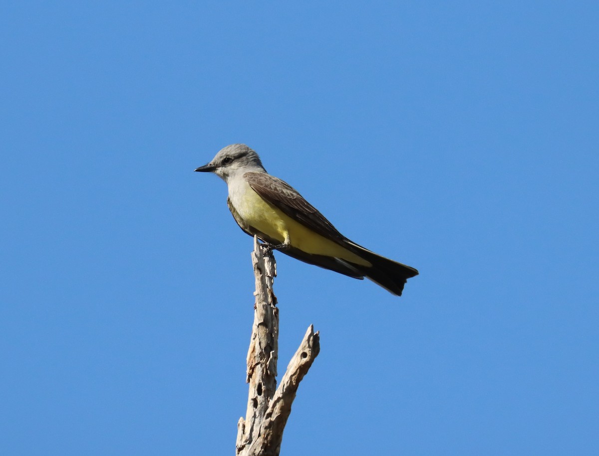 Western Kingbird - ML617426969