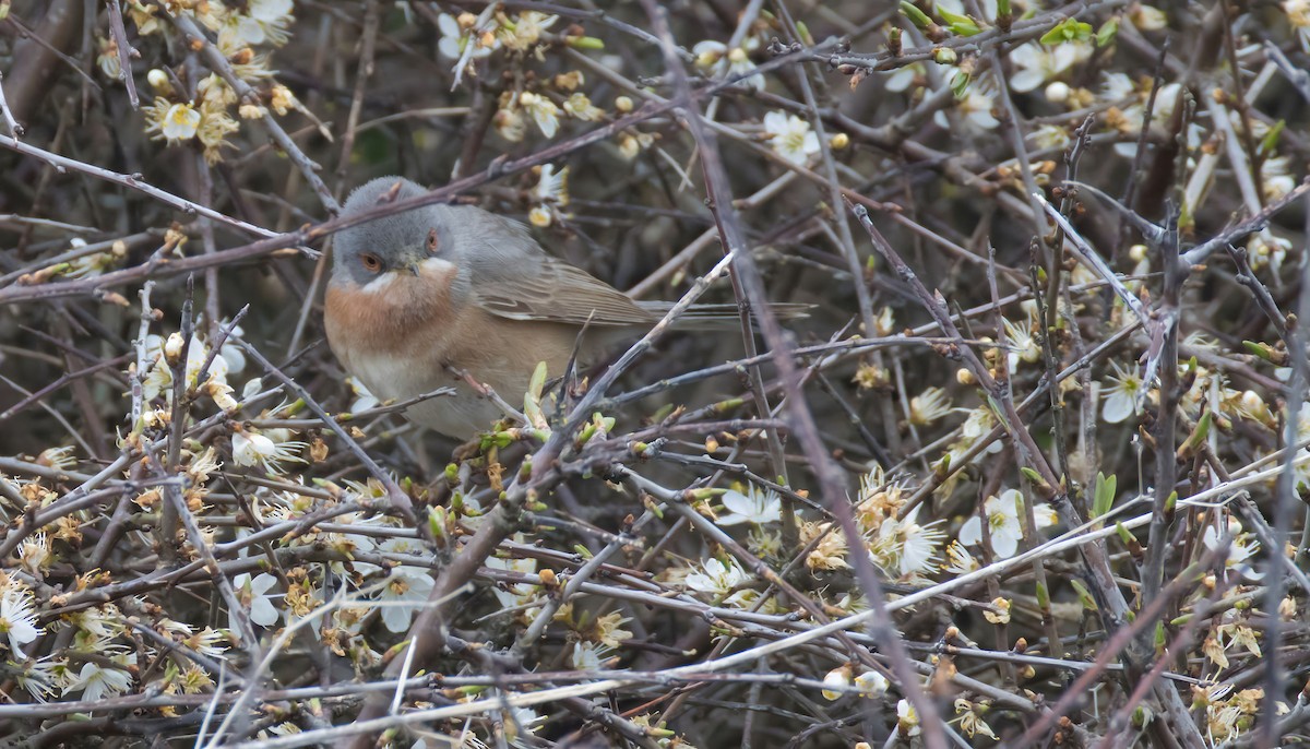 Western Subalpine Warbler - ML617426971