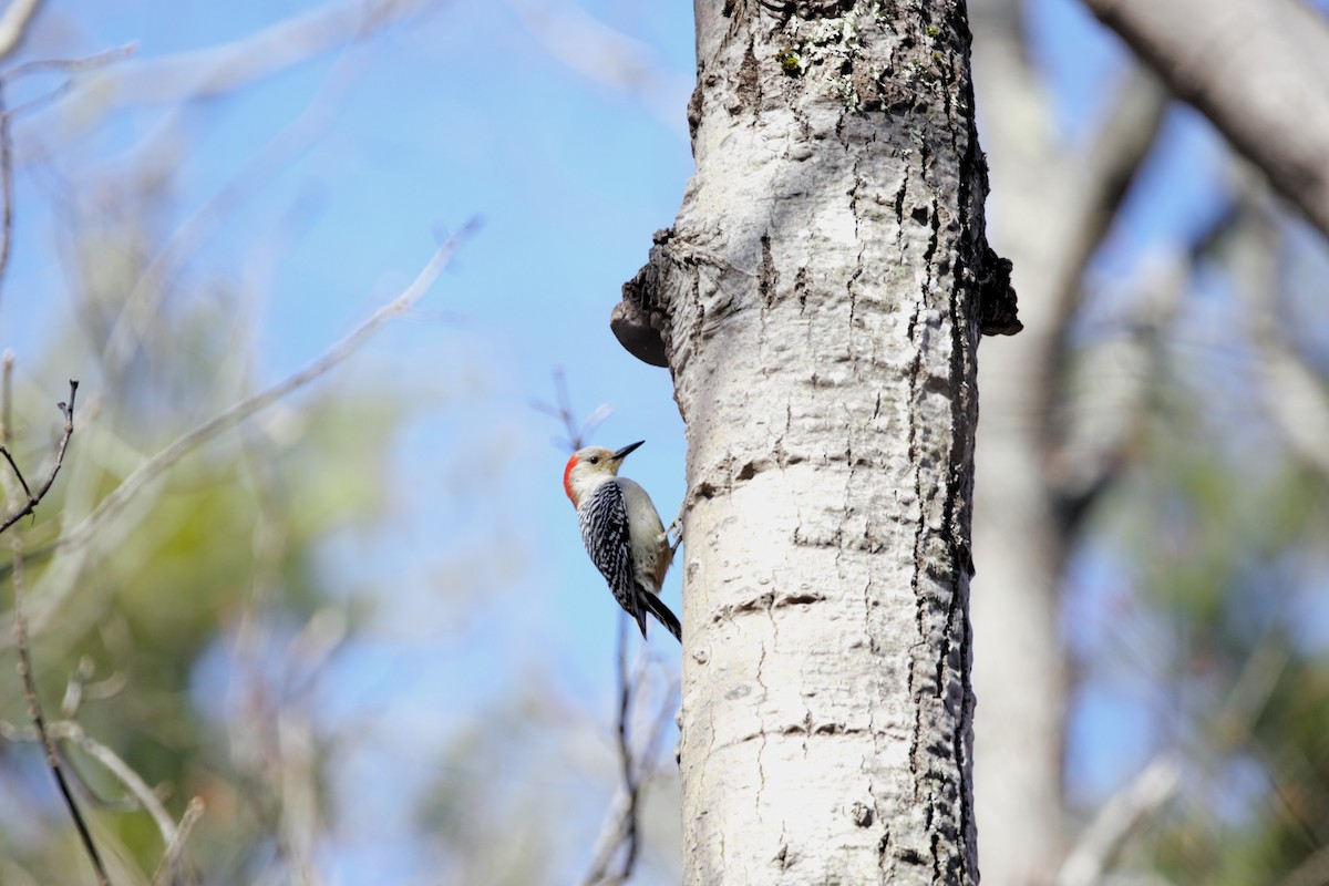 Red-bellied Woodpecker - Nancy Posey