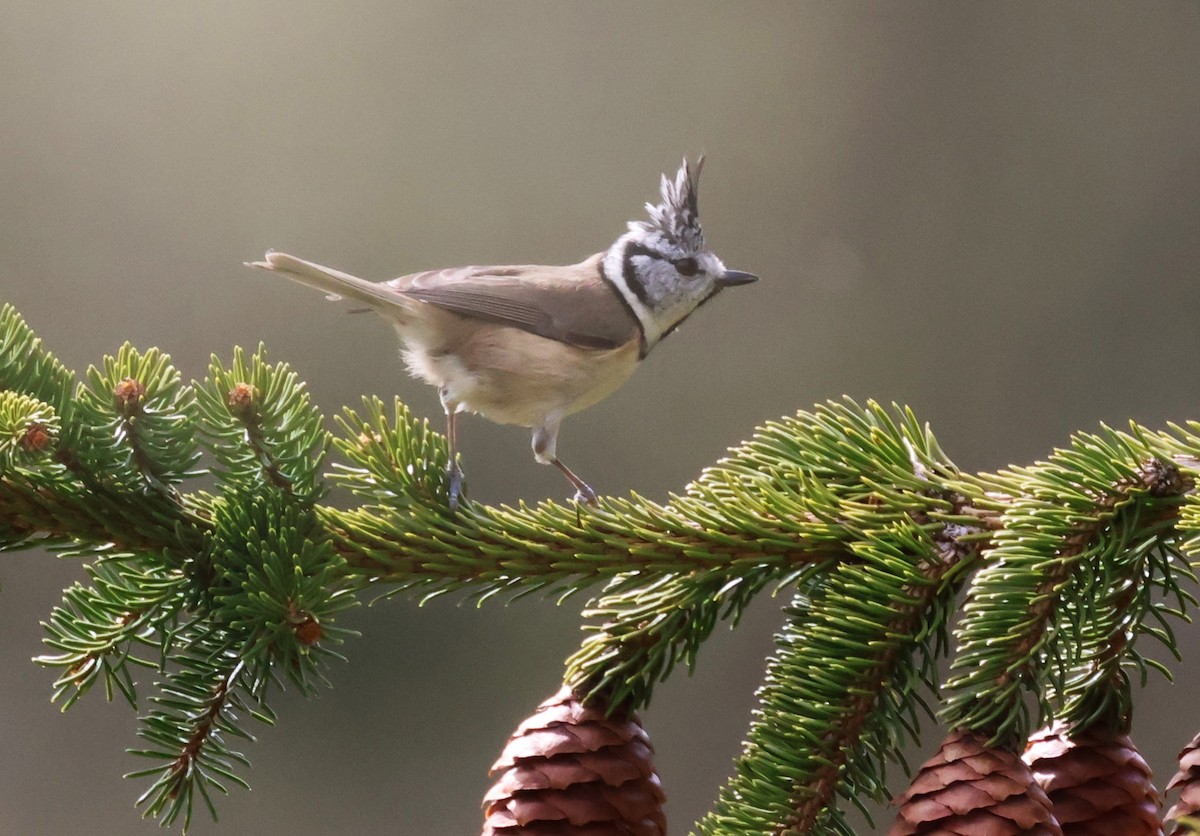 Crested Tit - ML617427025