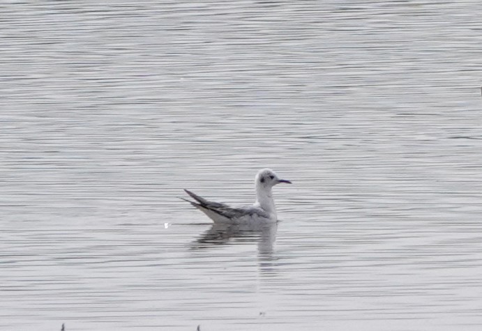 Bonaparte's Gull - Rene Laubach