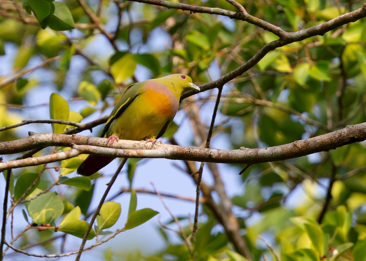 Orange-breasted Green-Pigeon - Ayuwat Jearwattanakanok