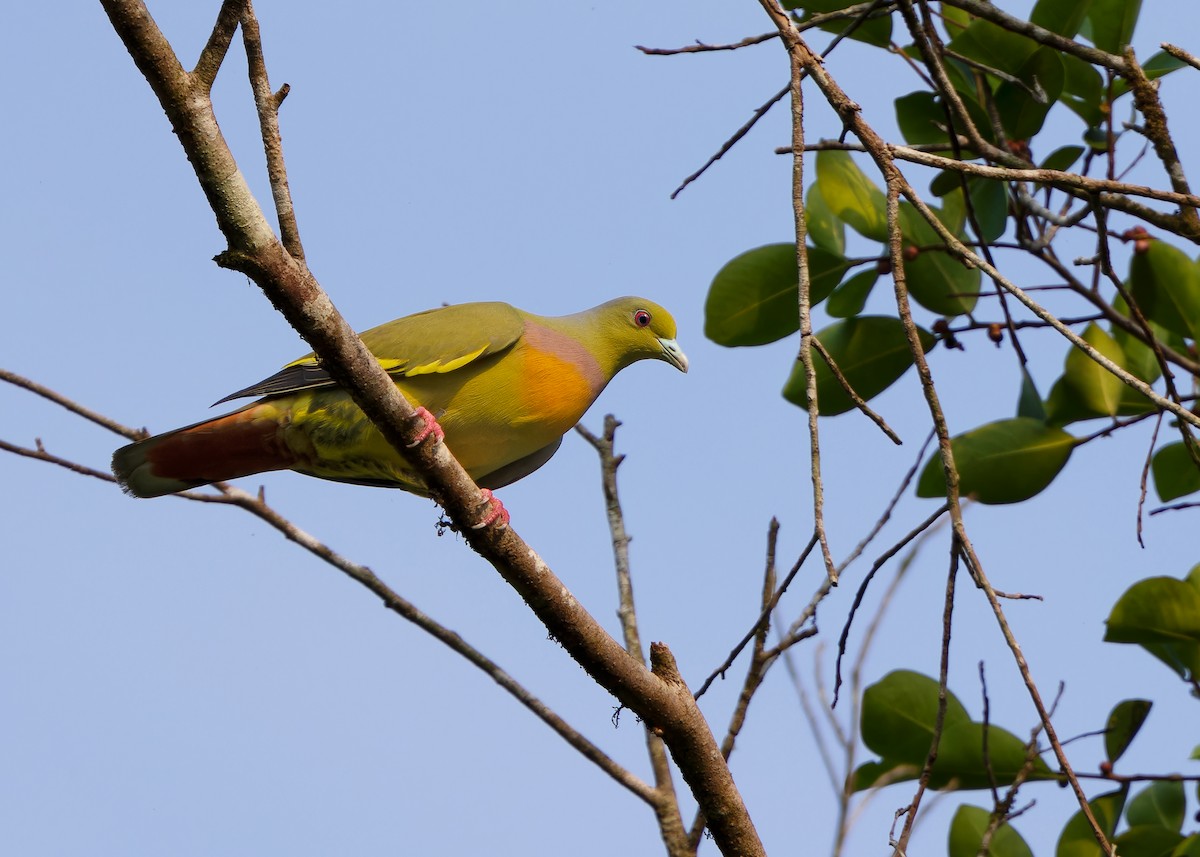 Orange-breasted Green-Pigeon - Ayuwat Jearwattanakanok