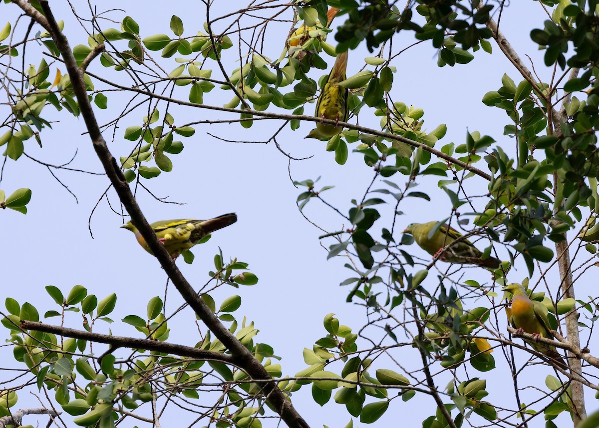 Orange-breasted Green-Pigeon - Ayuwat Jearwattanakanok