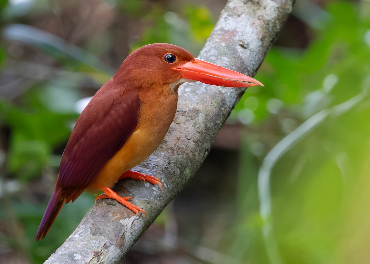 Ruddy Kingfisher - ML617427078