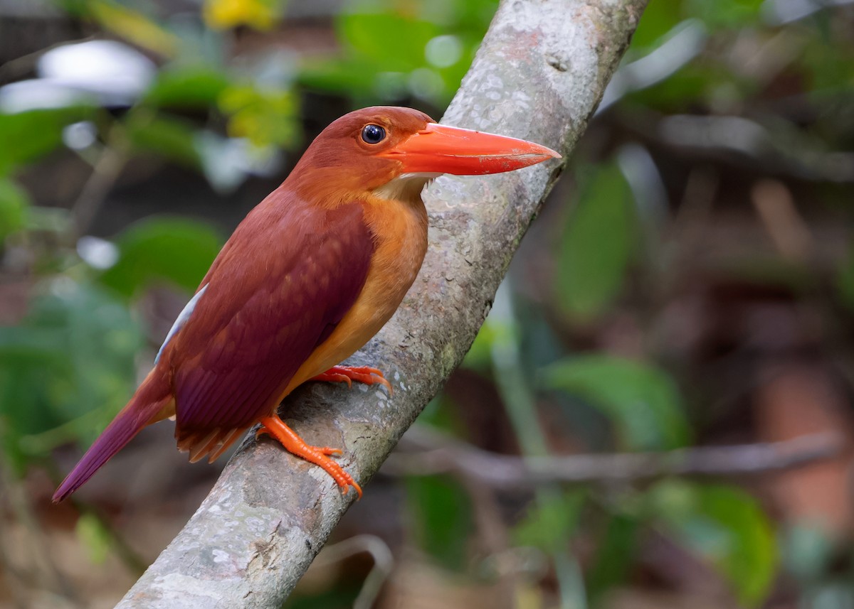 Ruddy Kingfisher - ML617427080