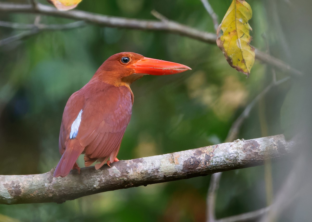 Ruddy Kingfisher - ML617427082