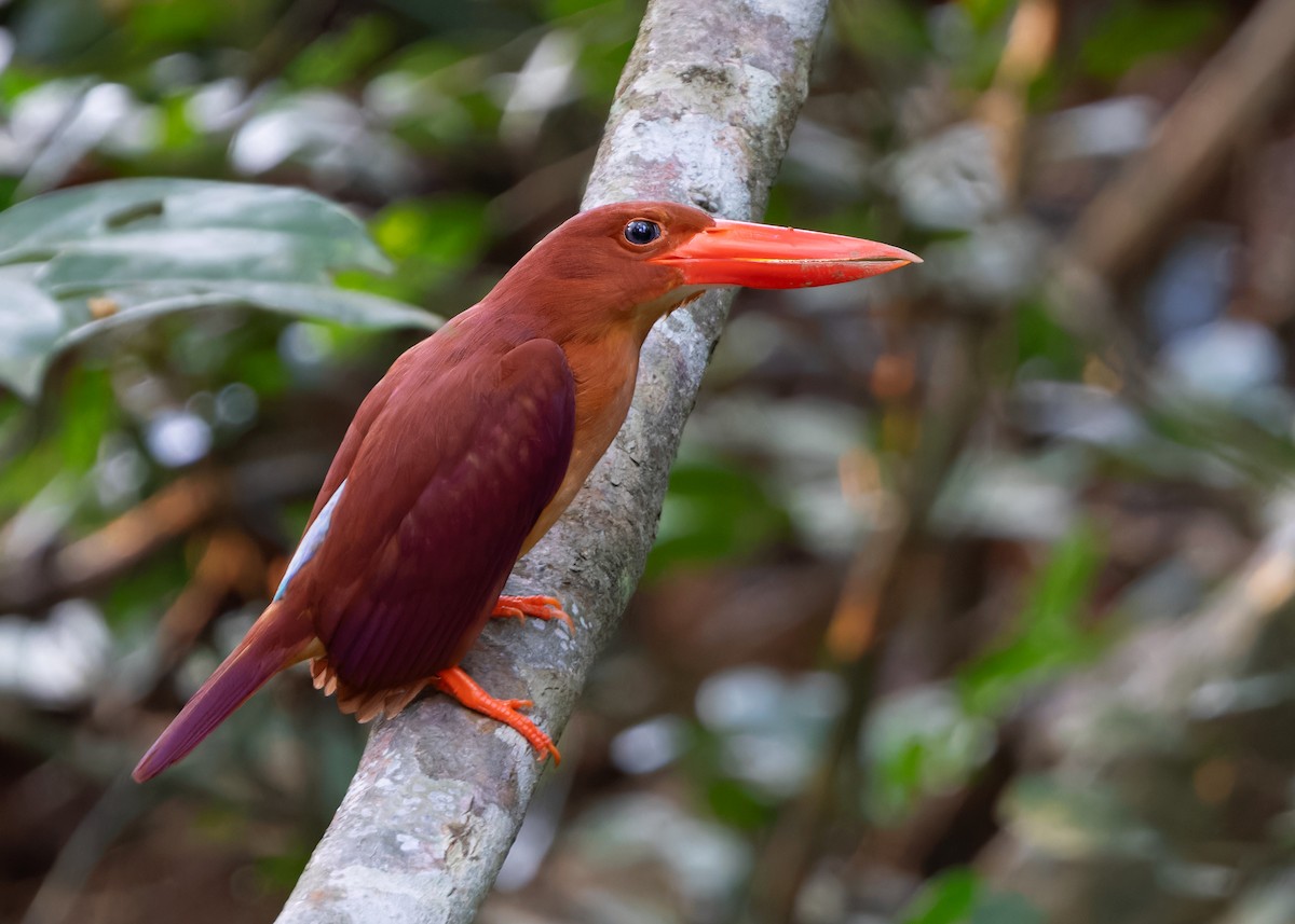 Ruddy Kingfisher - ML617427083