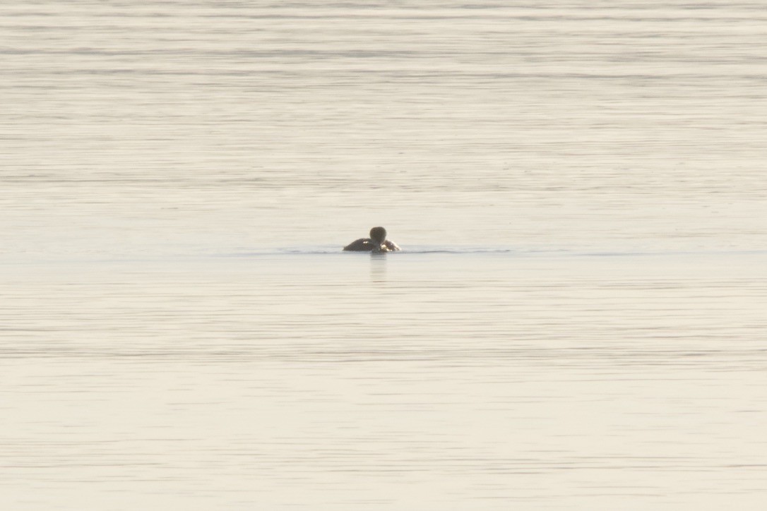 Common Loon - John Shamgochian