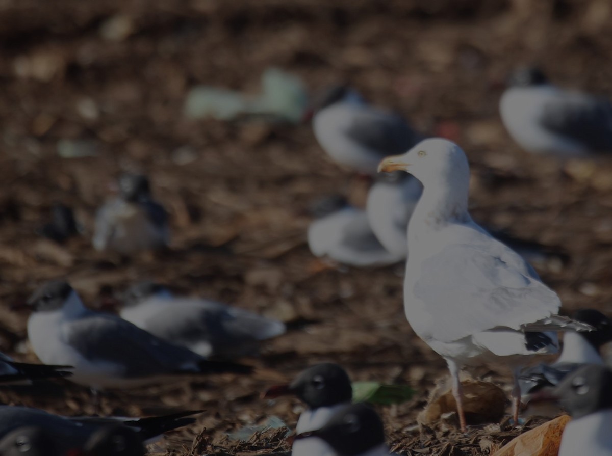 Herring Gull - Lawrence Gardella