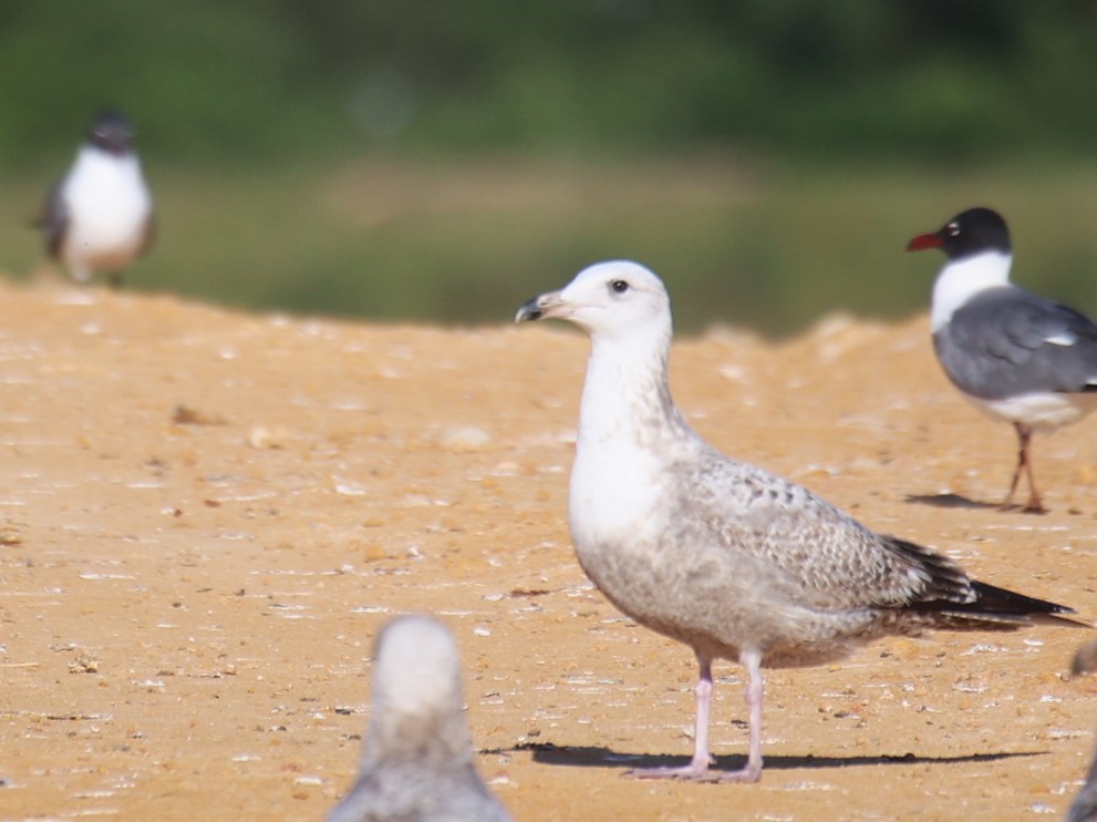 Gaviota Argéntea - ML617427107