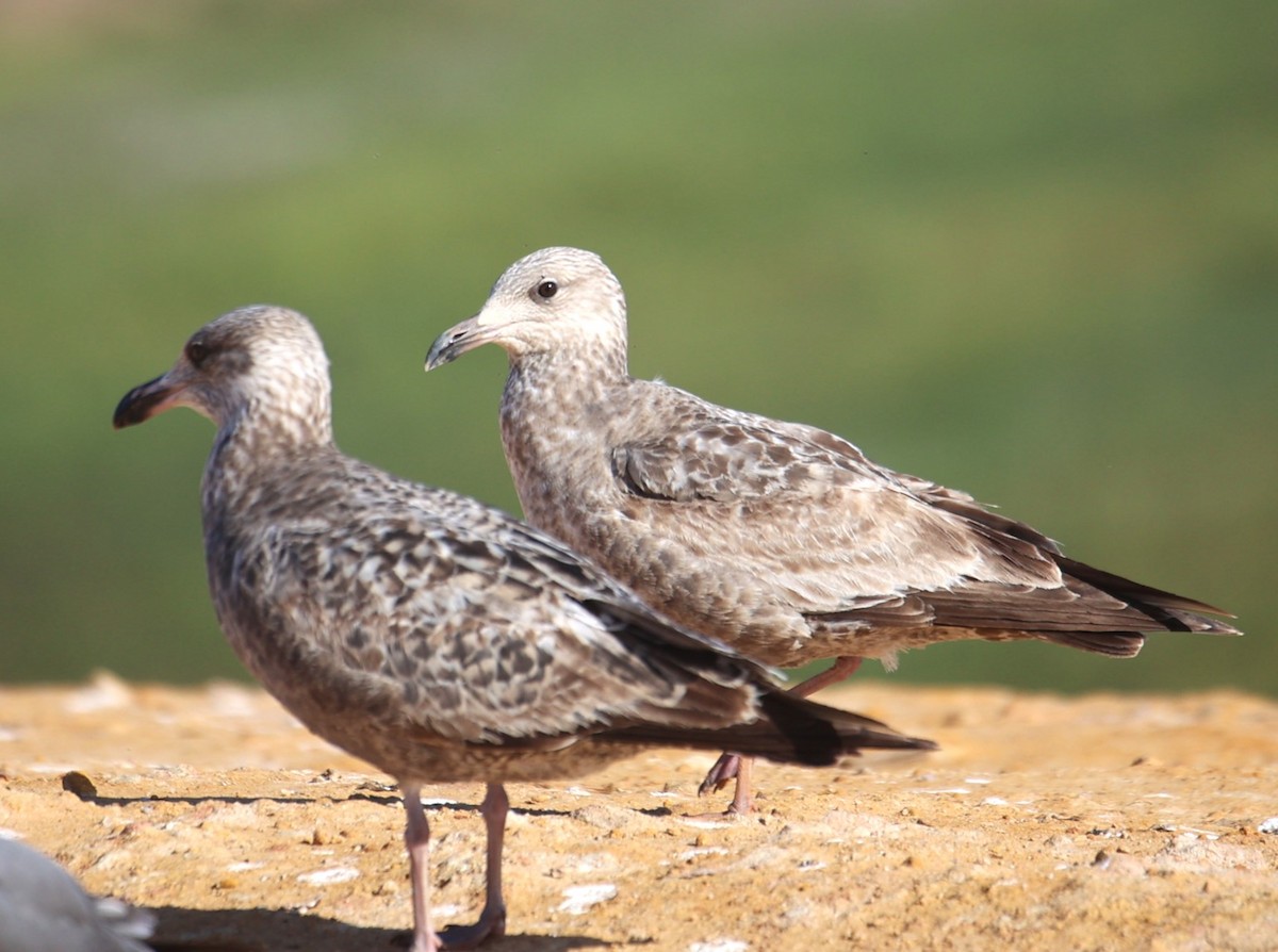 Herring Gull - ML617427108