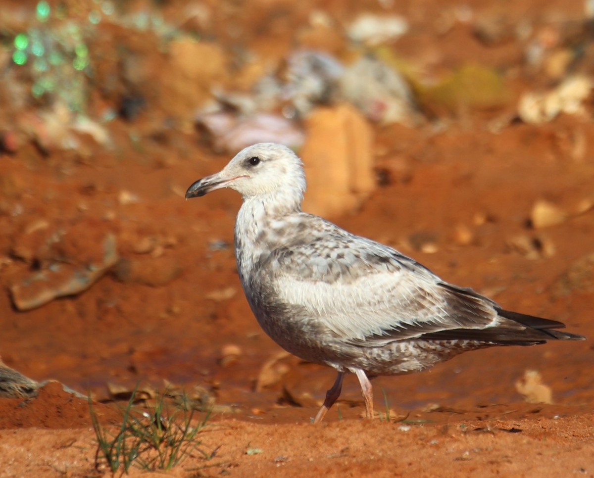 Herring Gull - Lawrence Gardella