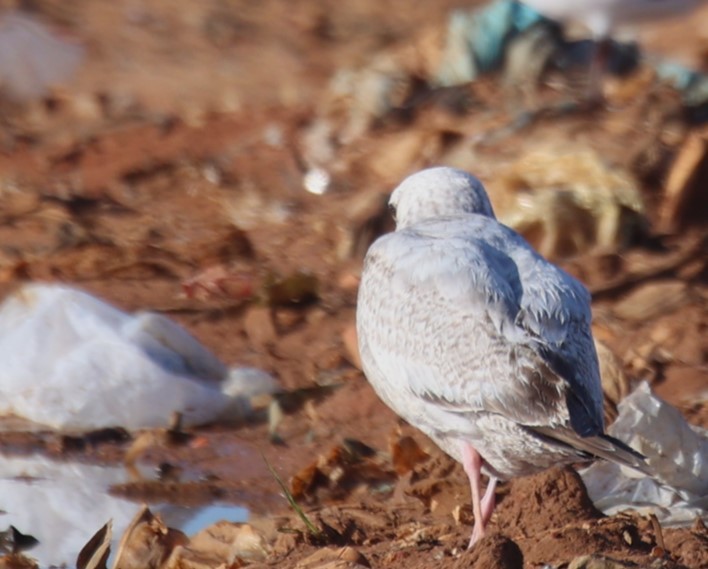 Gaviota Argéntea - ML617427114