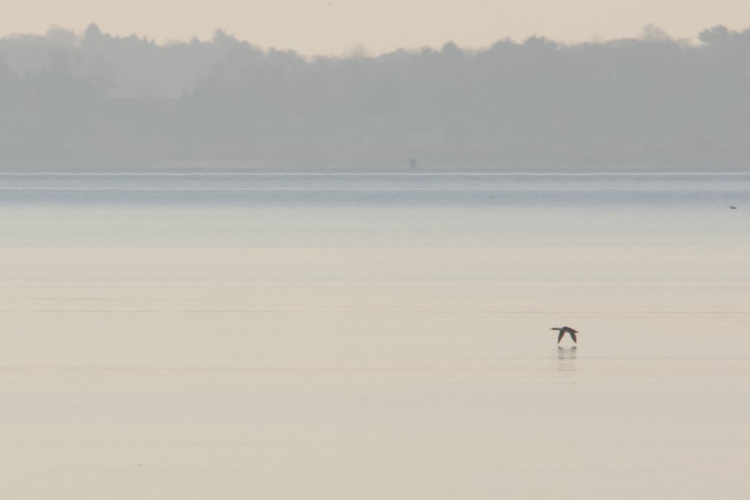 Red-breasted Merganser - John Shamgochian