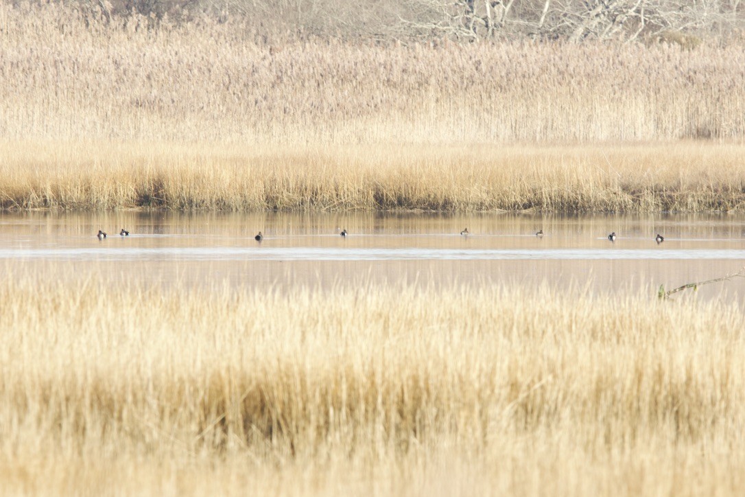 American Wigeon - ML617427142