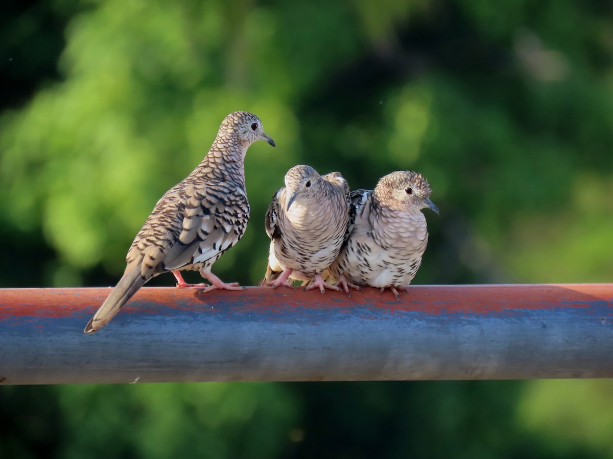 Scaled Dove - Thore Noernberg